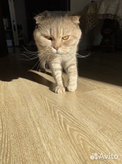 Шотландский кот вязка