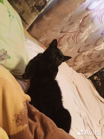 Кошка в дар