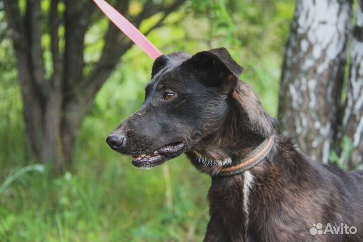 Джони в добрые руки