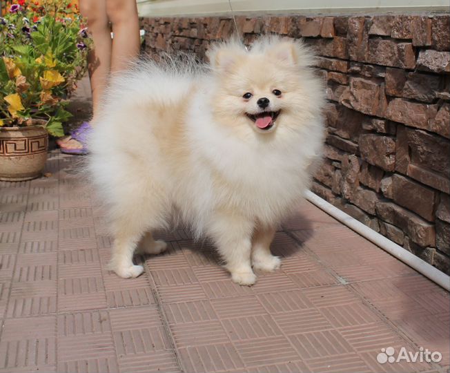 Померанский шпиц мини
