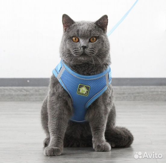 Шлейка для маленькой собаки/кошки