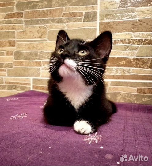 Котенок мальчик в добрые руки