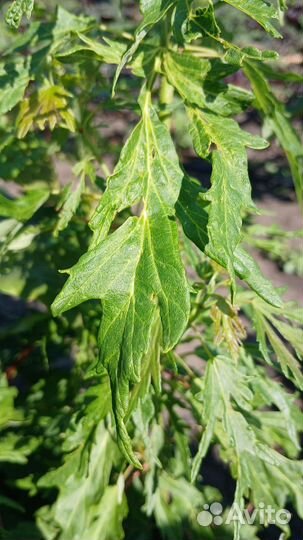 Клен остролистный