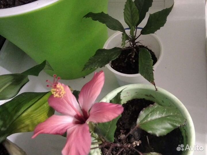 Гибискус китайская роза