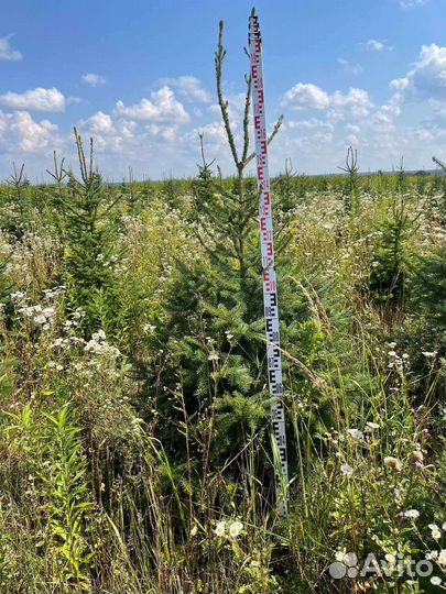 Ель сербская