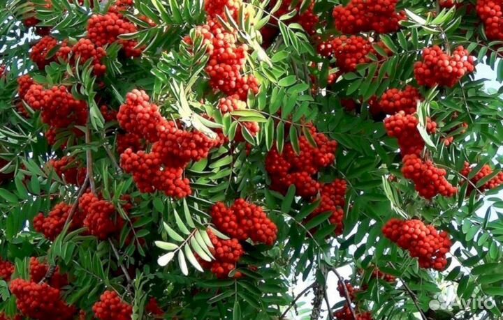 Саженцы рябины Сказка