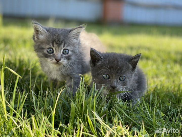 Котята в добрые руки 1 месяц