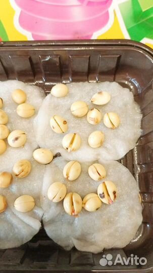 Семена лаврового листа пророшеные