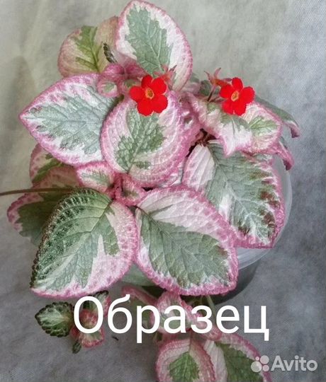 Эписции, самые лучшие, прекрасные сорта