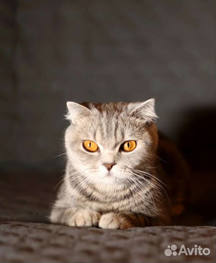 Шотландка Люси