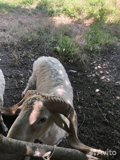 Овцы бараны