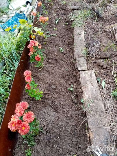 Хризантема