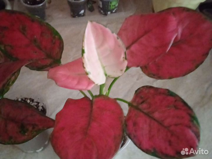 Аглаонема сортовая