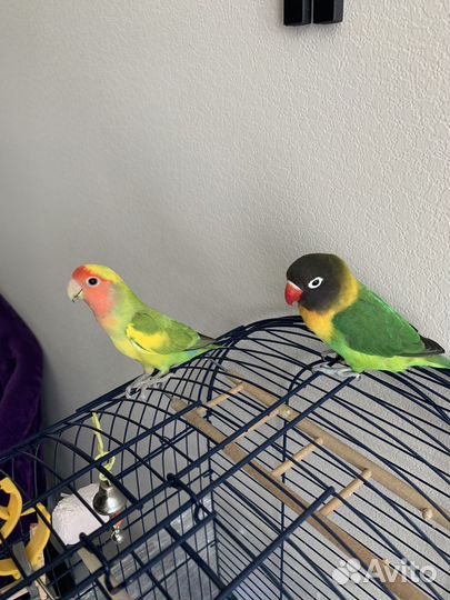 Попугай с клеткой