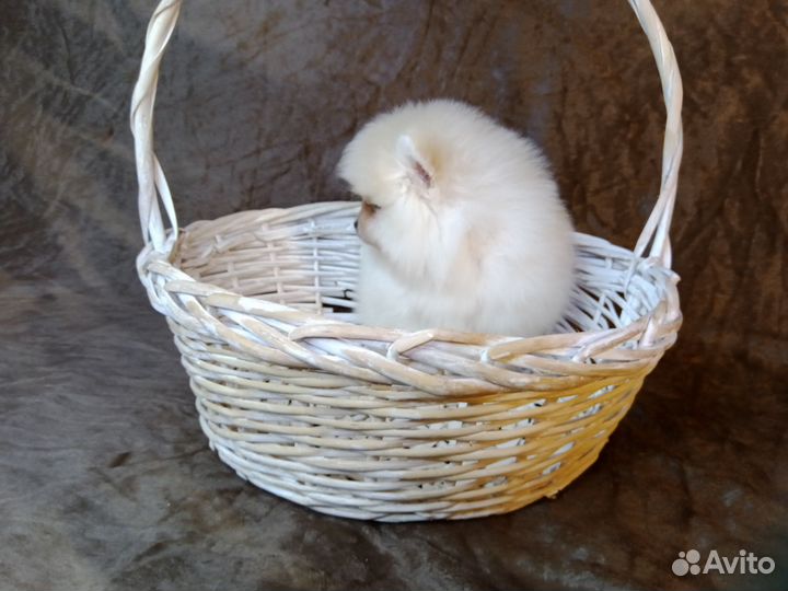 Померанский шпиц мини