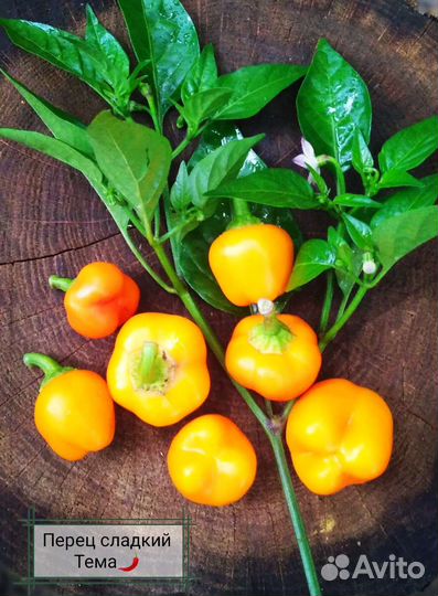 Комплект семян овощей (40 позиций)