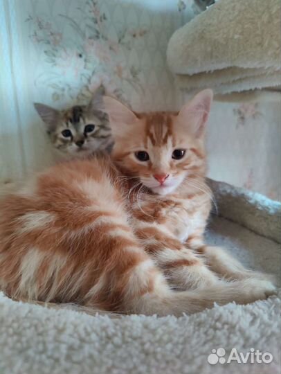 Сибирская кошка