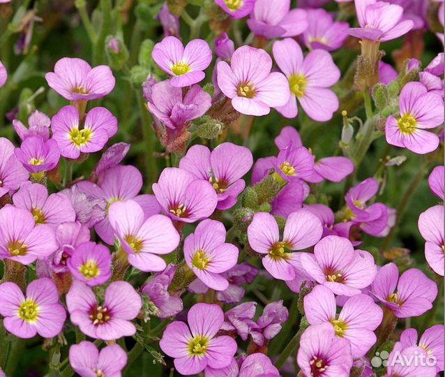 Арабис альпийский