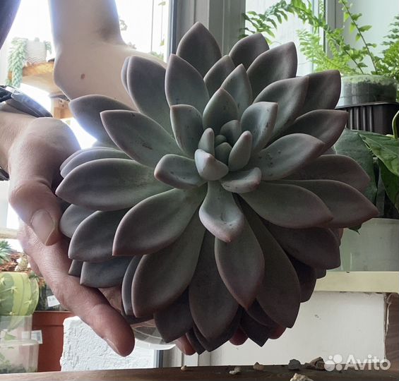 Граптоверия Опалина суккулент