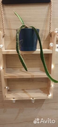 Питахайя (Dragon fruit)