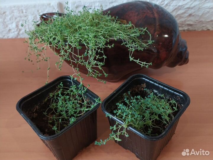 Редкие суккуленты