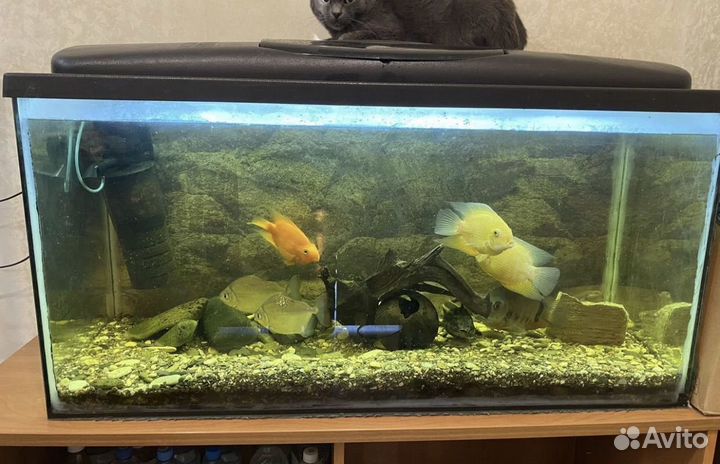 Аквариум на 40 литров