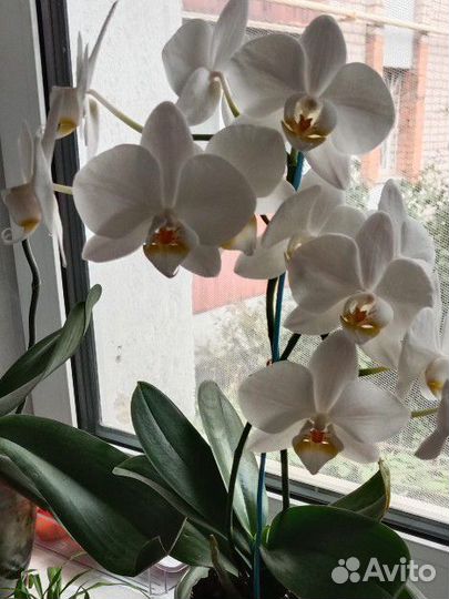 Орхидея фаленопсис бабочка, белая. Высота 35 см