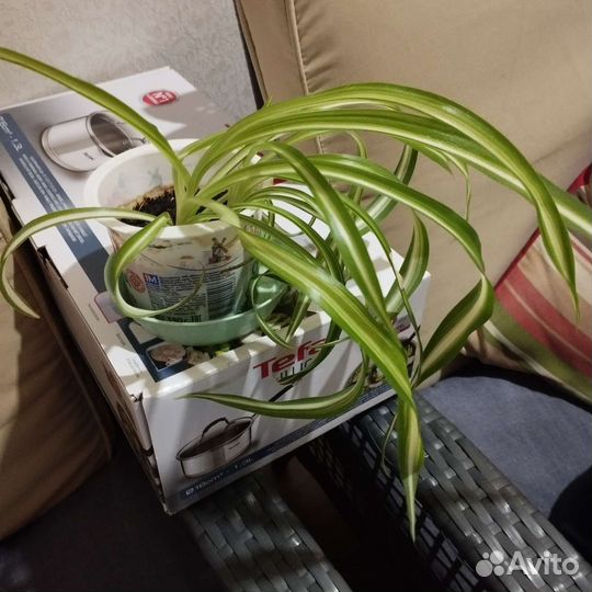 Хлорофитум в ассортименте