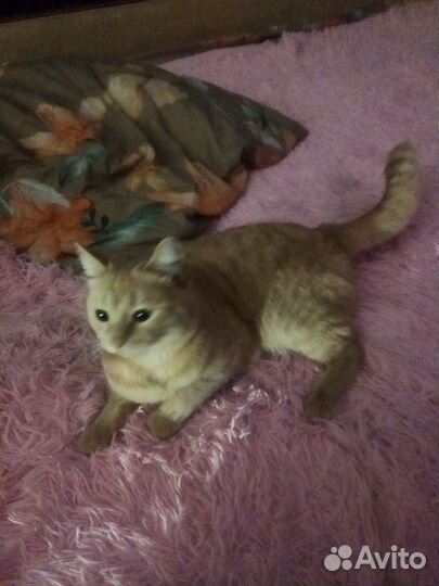 Отдам бесплатно кота