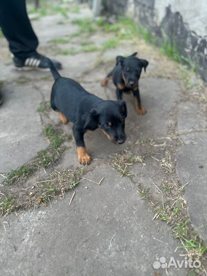 Щенки ягдтерьера