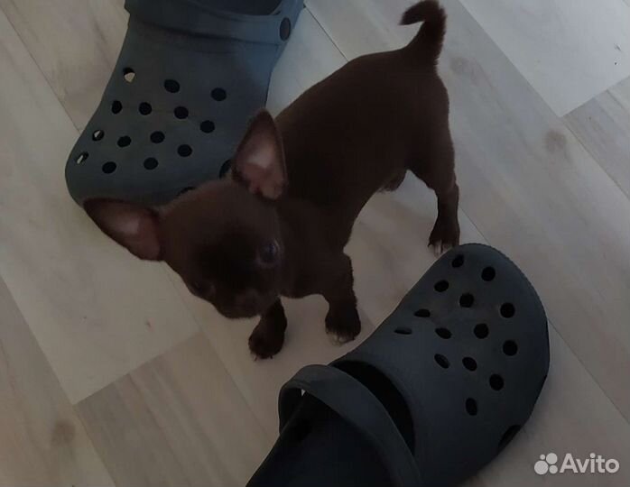 Щенки чихуахуа мини девочки