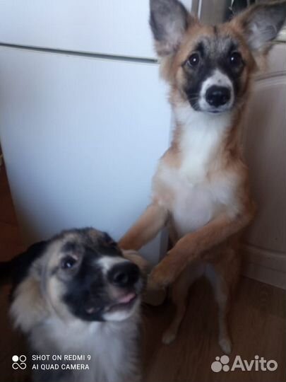 Собака в добрые руки