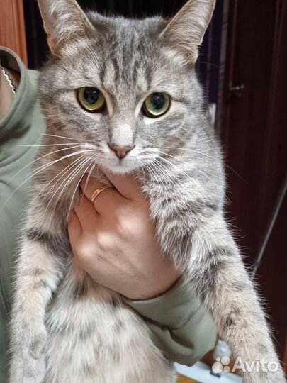 Отдам кота в добрые руки