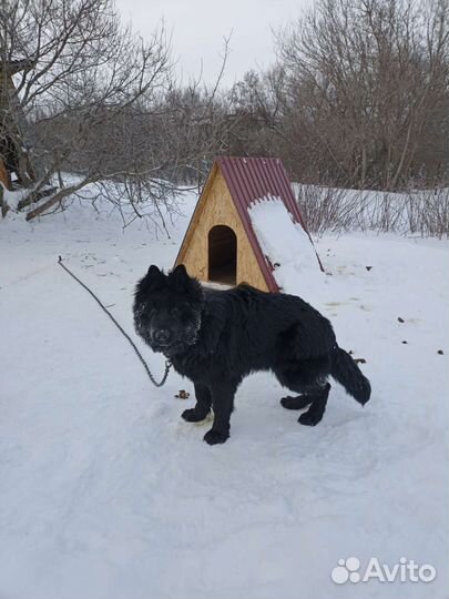 Немецкая овчарка черного окраса длинношёрстная