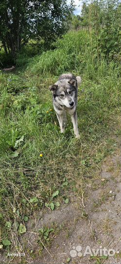 Найдена собака