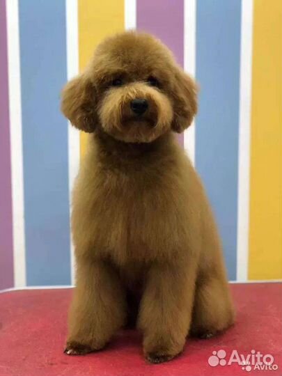 Медвежонок Тедди. Ши-пу. Красный Тедди