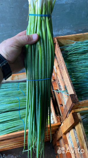 Зелень оптом любого объема