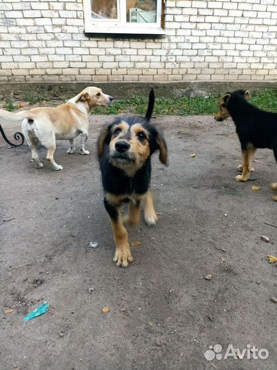 Собаки бесплатно