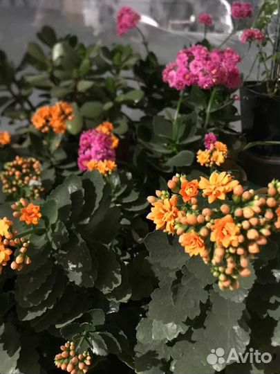 Комнатные цветы