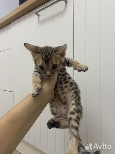 Бенгальские котята