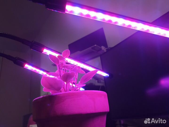 Фитолампа для растений