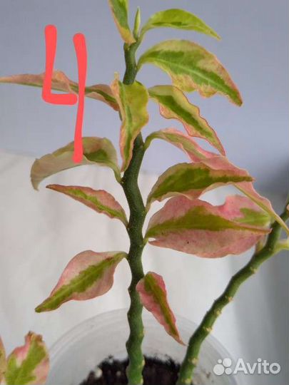 Суккуленты