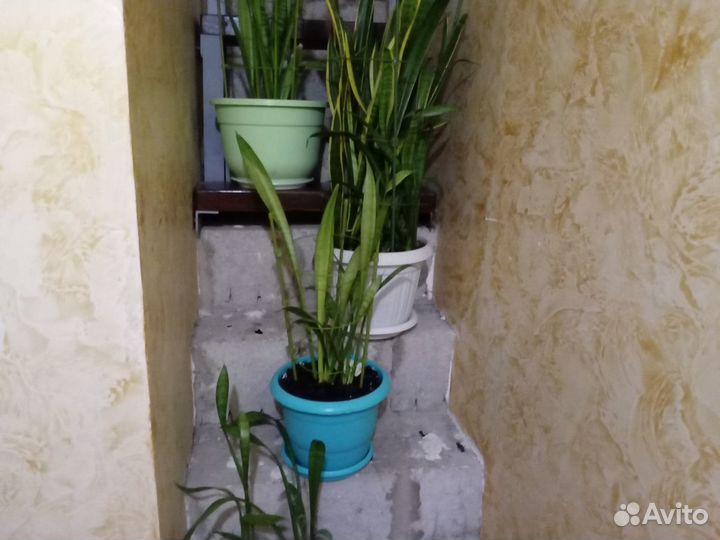 Сортовые сансевиерии