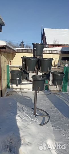 Петуньевое дерево