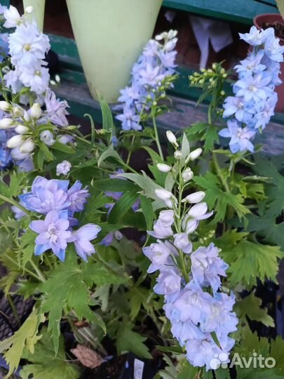 Дельфиниум цветущий саженцы