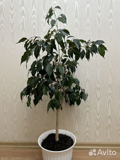 Фикус бенджамина