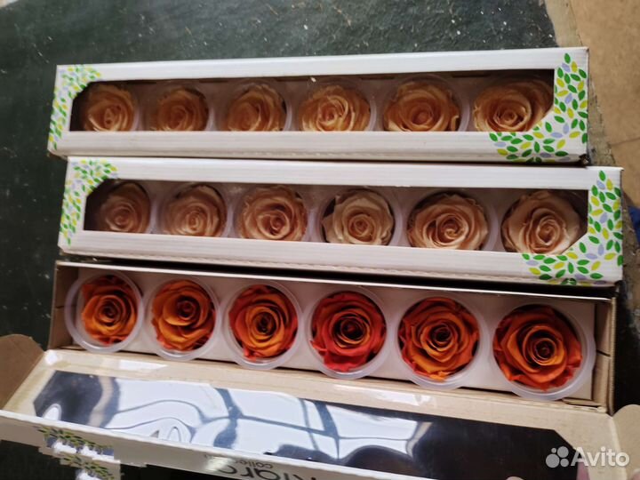 Стабилизированная роза