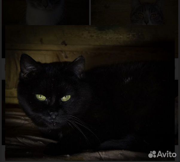 Кошки и котики в добрые руки