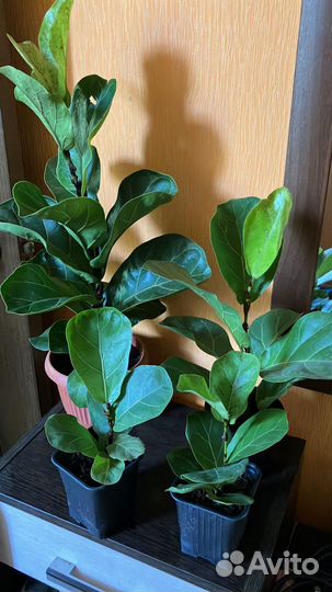 Фикус лирата бамбино