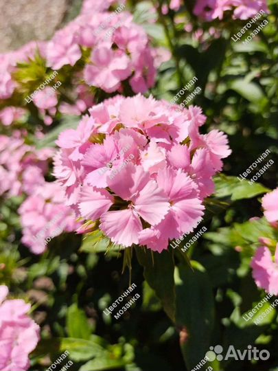 Хризантемы, Гвоздика турецкая, Сныть пестролистная